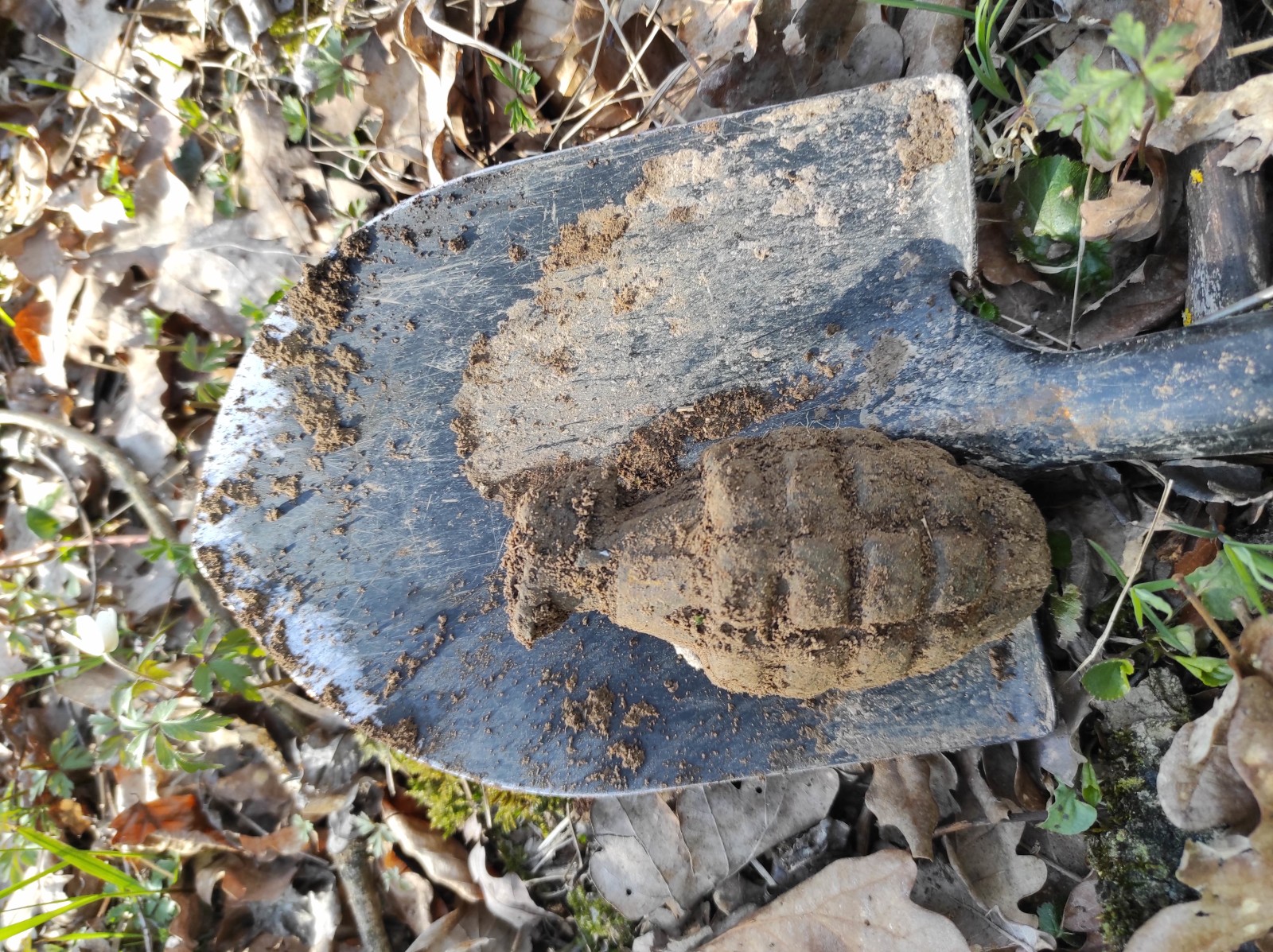 Ešte trocha šrotu z lesa